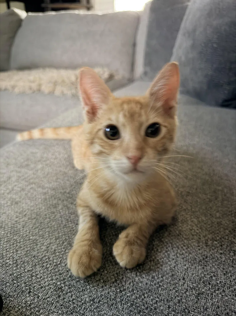 A baby medium-sized male Orange / Red Domestic Short Hair cat named Chito for adoption in Fort Myers, FL