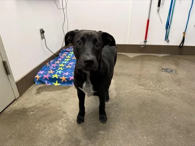 A young small-sized male Labrador Retriever dog named Sherlock for adoption in Tucson, AZ