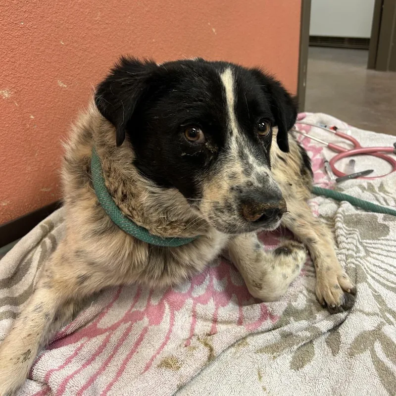 An adult medium-sized male White / Cream Border Collie dog named Mr. Robot for adoption in Flagstaff, AZ