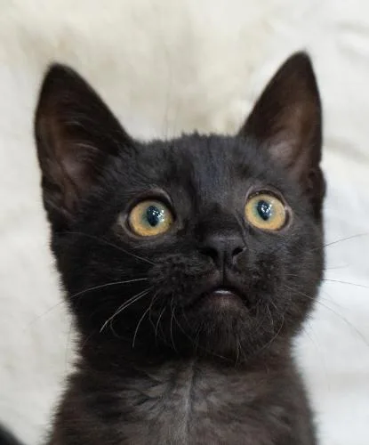 A baby small-sized female Black Domestic Short Hair cat named Inky for adoption in Encinitas, CA