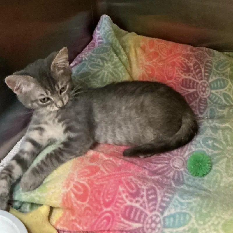 A baby small-sized male Gray / Blue / Silver Domestic Short Hair cat named Albert for adoption in Waynesburg, PA