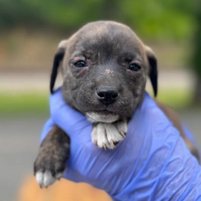 Nala