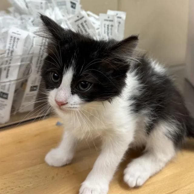 A baby small-sized male Domestic Medium Hair cat named Attila The Hun for adoption in Rancho Cucamonga, CA