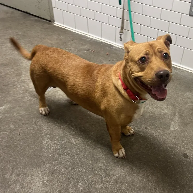 An adult medium-sized male Mixed Breed dog named SkeeLo for adoption in Pittsburgh, PA
