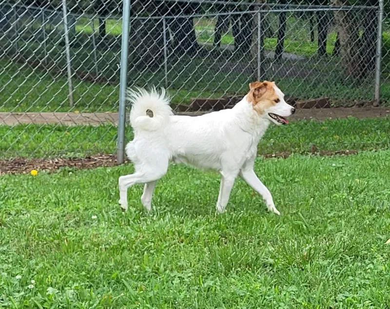 Finn
