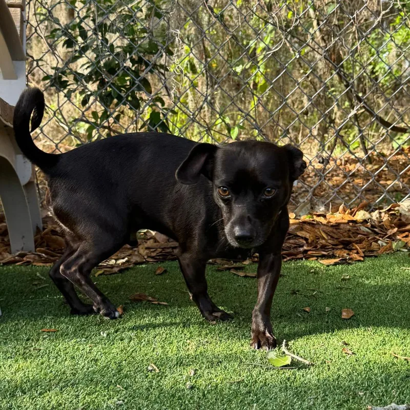 A young small-sized male Black Chihuahua dog named Morel for adoption in Lakeland, FL