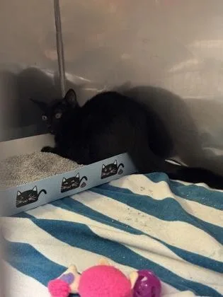 A baby small-sized female Domestic Short Hair cat named Adelaide for adoption in Fishers, IN