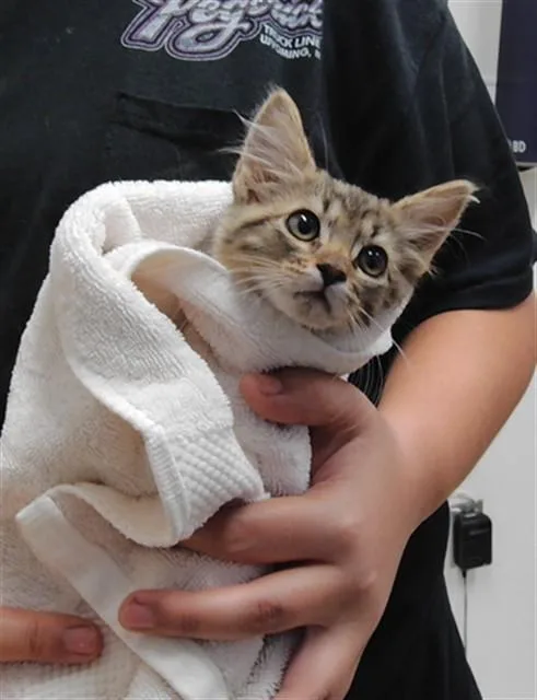 A baby small-sized female Domestic Short Hair cat named Millie for adoption in Albuquerque, NM