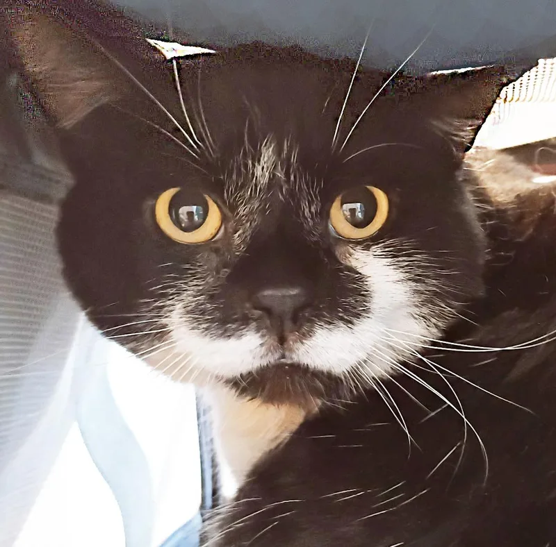 An adult large-sized male Domestic Short Hair cat named Sam Elliott for adoption in Mansfield, OH