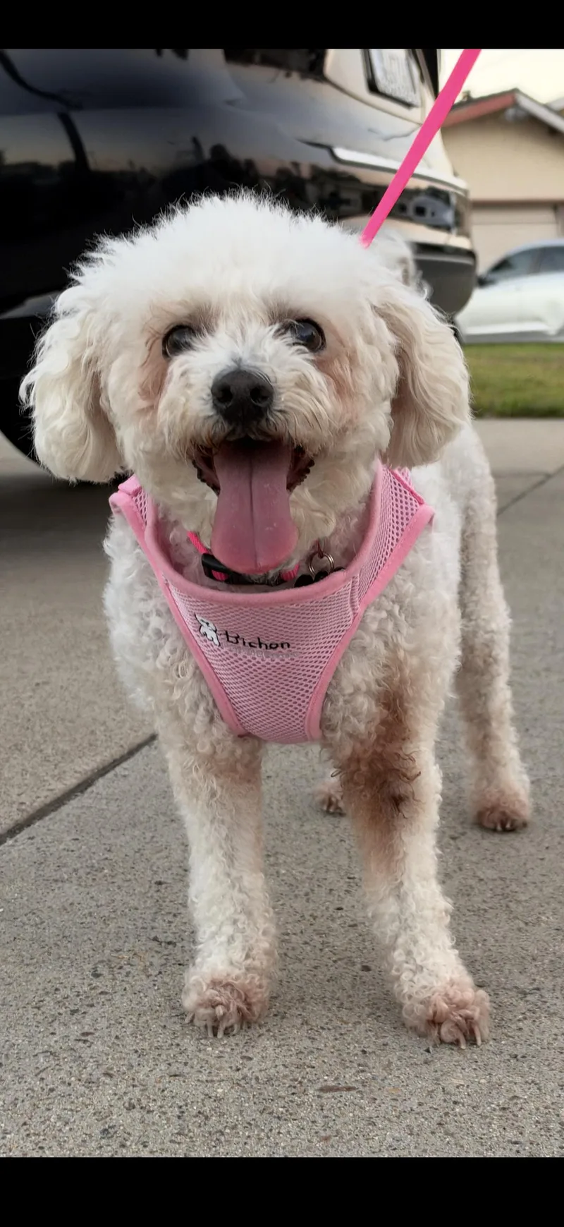 An adult small-sized female Bichon Frise dog named Magnificent and Marvelous Maddie for adoption in Carlsbad, CA