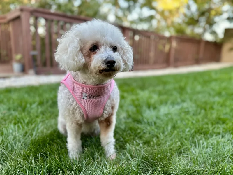 Magnificent and Marvelous Maddie thumbnail 3