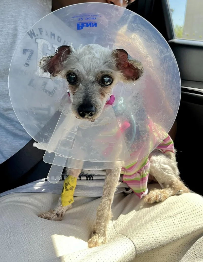 A senior small-sized female Miniature Poodle dog named Remington for adoption in Norfolk, VA
