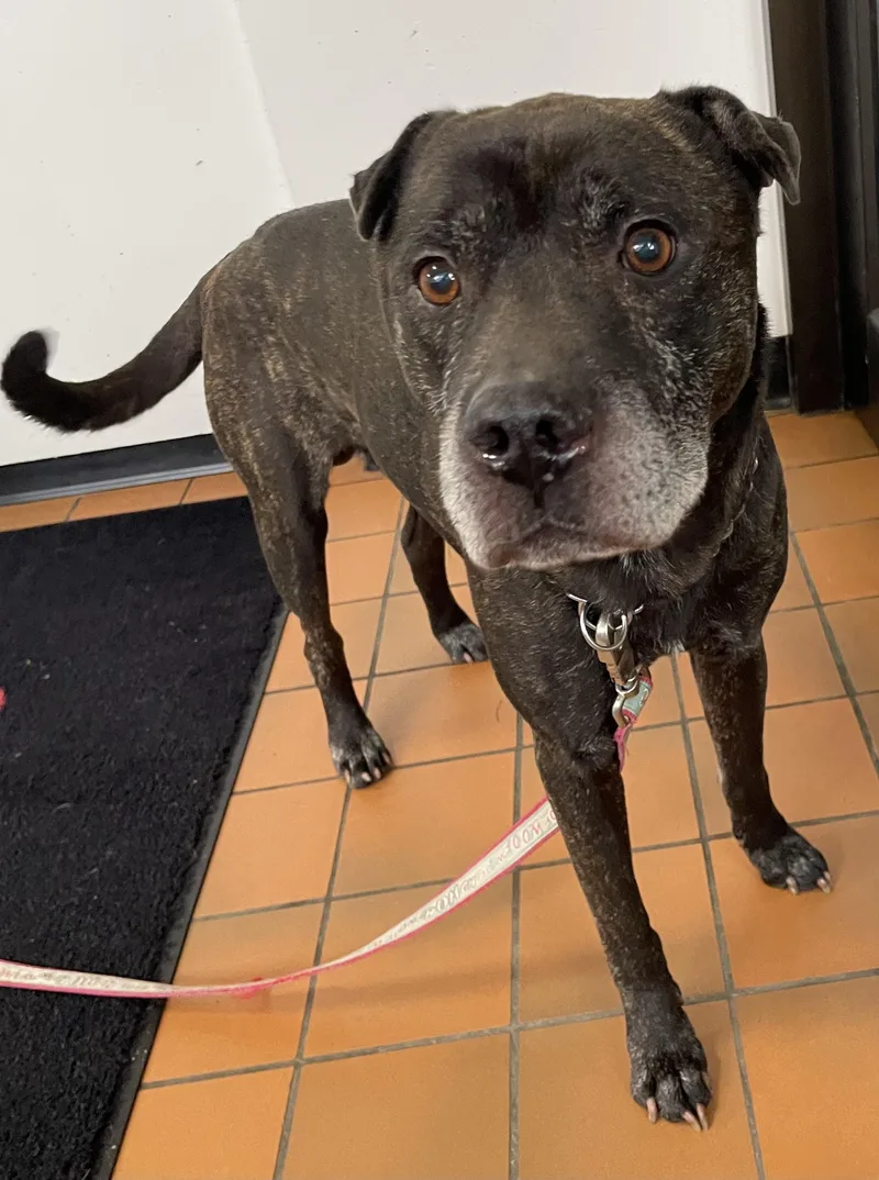 An adult medium-sized male Shar-Pei dog named Finley HOLD for adoption in Canton, OH