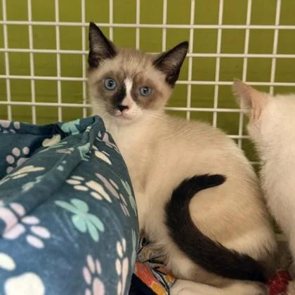 Espresso thumbnail 2