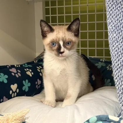 Espresso thumbnail 3