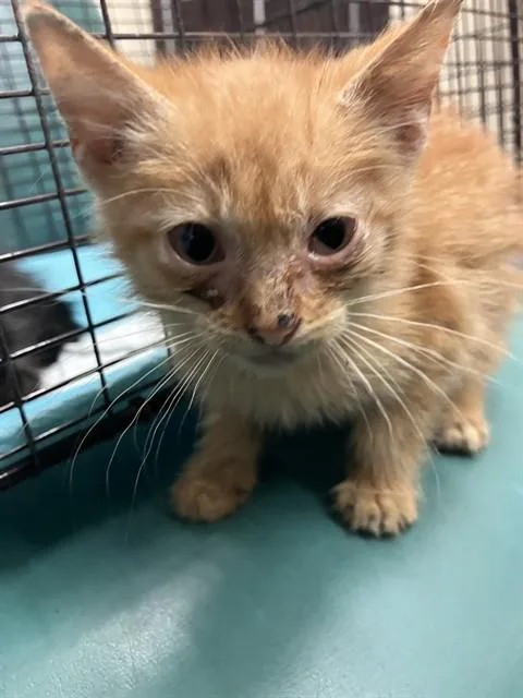 Tangerine