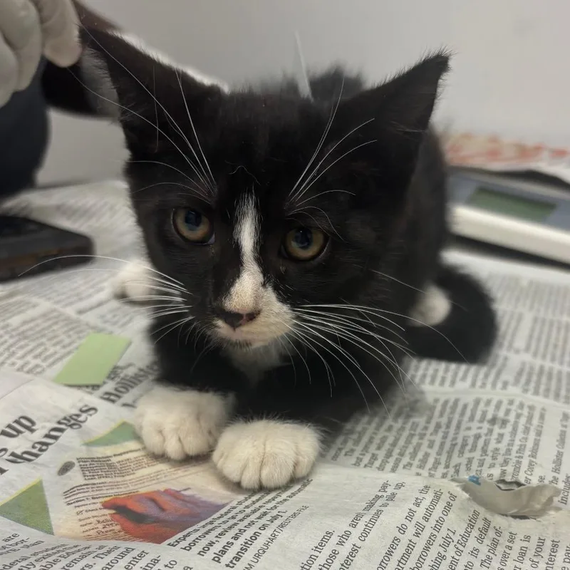 A baby small-sized female Black Domestic Short Hair cat named Tux for adoption in Jacksonville, FL