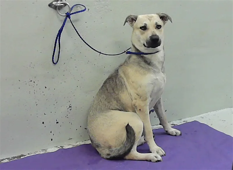 A young medium-sized female Staffordshire Bull Terrier dog named Shade for adoption in Houston, TX