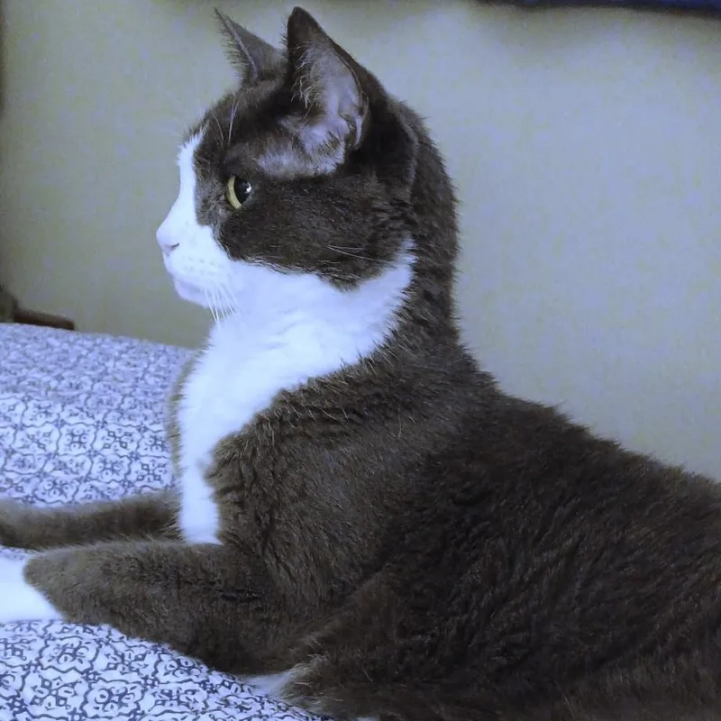 An adult medium-sized male Gray & White American Shorthair cat named Gabriel for adoption in Laguna Woods, CA
