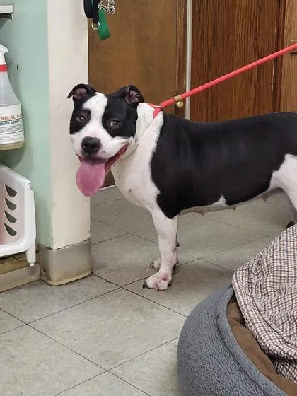 Macintosh thumbnail 2