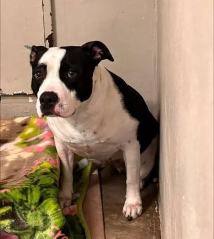 Macintosh thumbnail 3