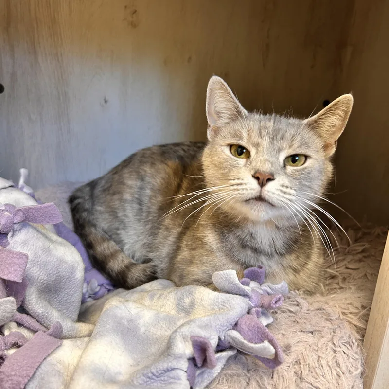 An adult medium-sized female Domestic Short Hair cat named Athena for adoption in Myerstown, PA