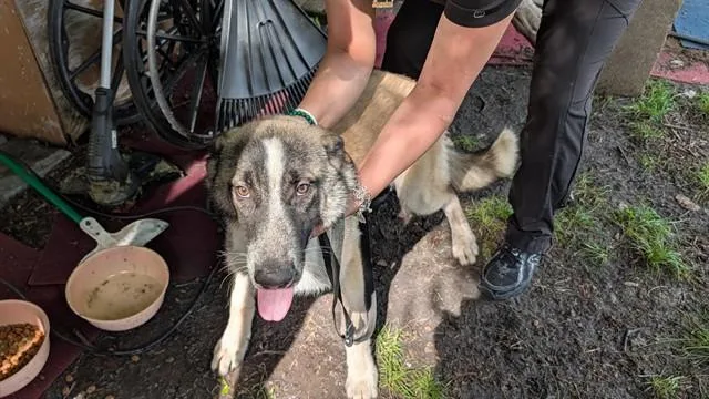 A young medium-sized male Siberian Husky dog named Bubba for adoption in Garland, TX