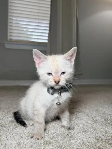 A baby medium-sized female Cream Point Siamese cat named Smoky for adoption in Liverpool, TX