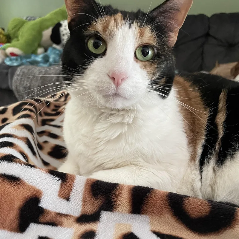 A senior medium-sized female Domestic Short Hair cat named Sophie for adoption in High View, WV