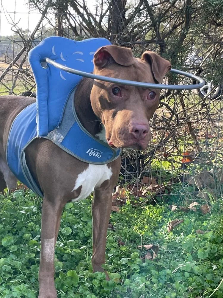 Stevie Wonder thumbnail 4