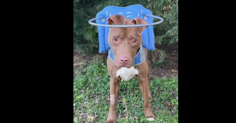 Stevie Wonder thumbnail 5