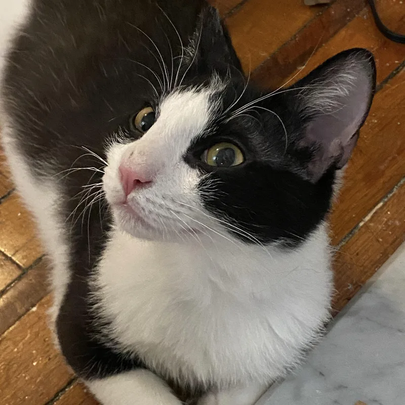 A baby small-sized male Black & White / Tuxedo American Shorthair cat named George for adoption in New York, NY