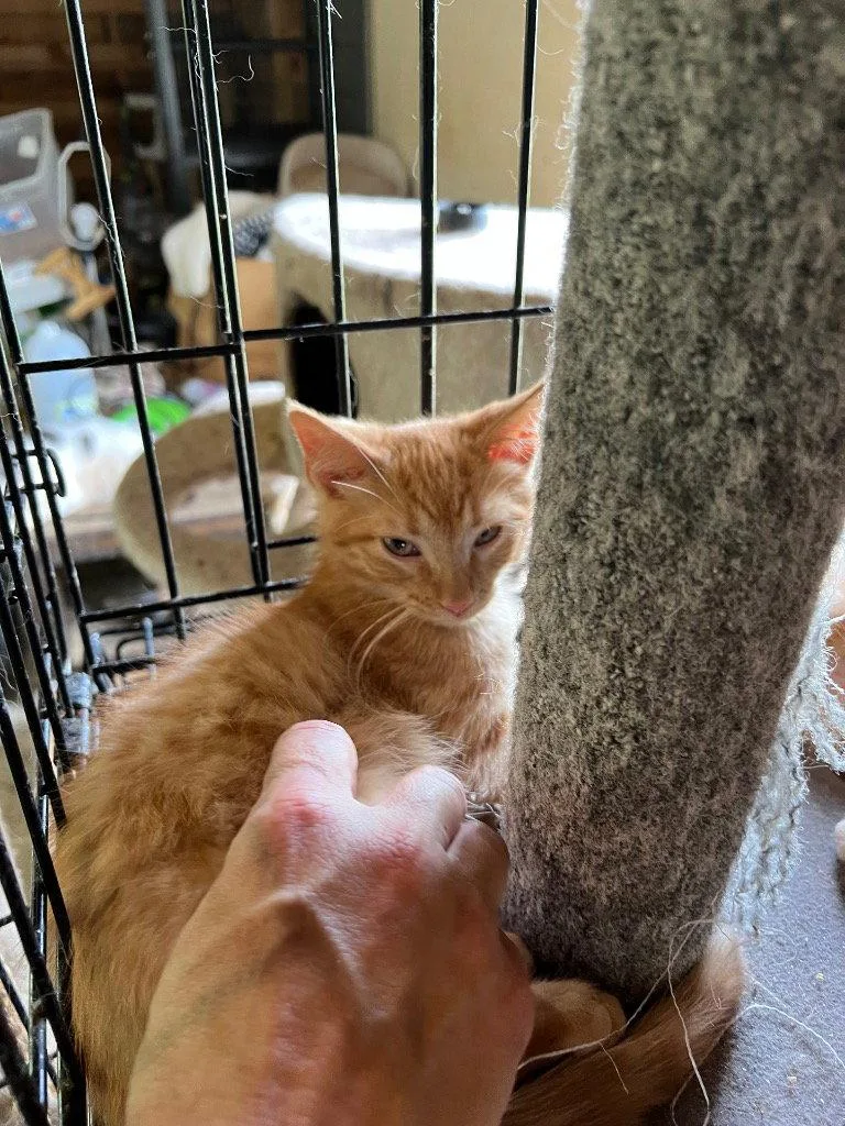 A baby medium-sized male Orange / Red Domestic Short Hair cat named Boone for adoption in Cromwell, KY