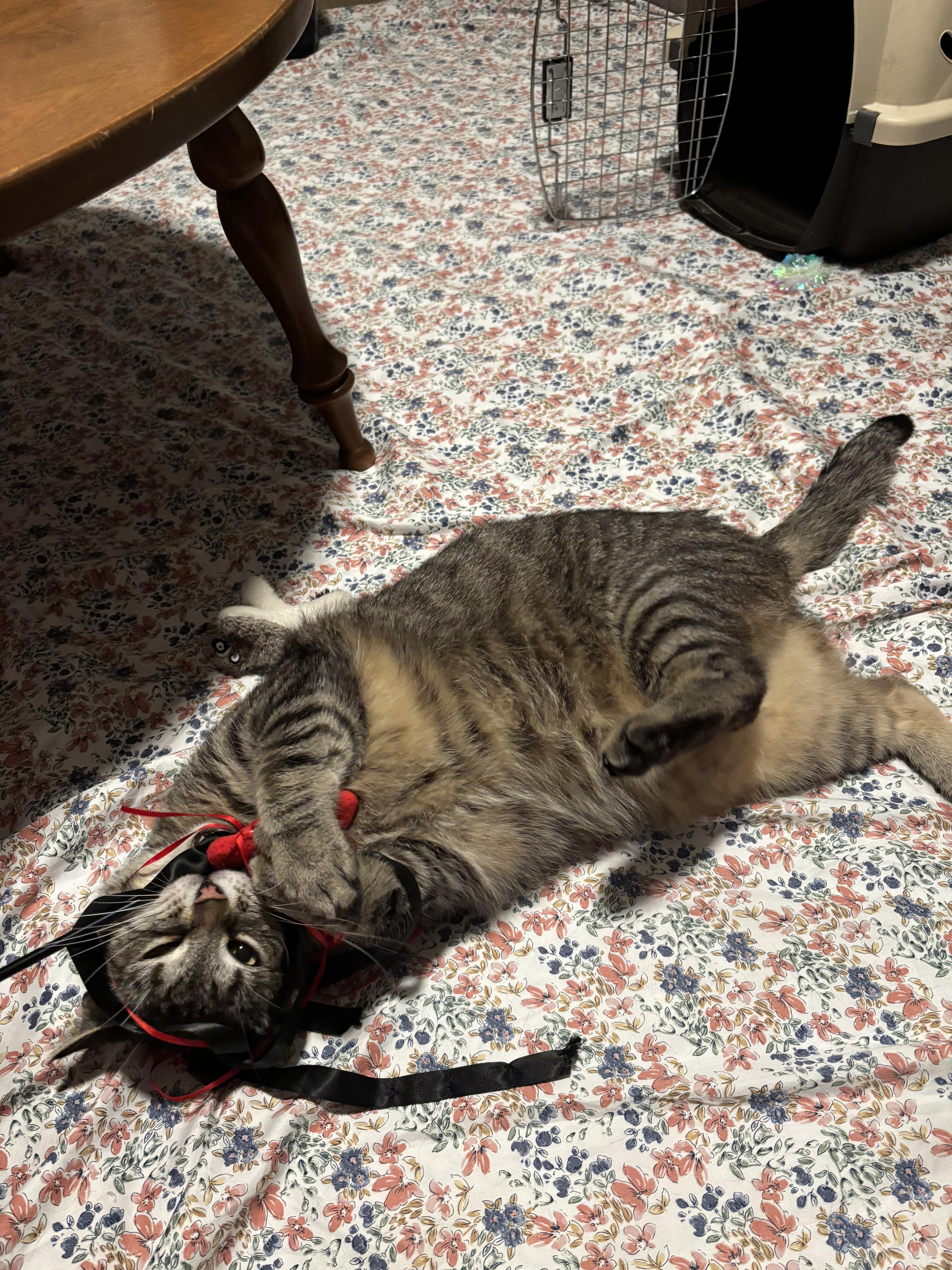 A young medium-sized male Tabby (Brown / Chocolate) Domestic Short Hair cat named Jude for adoption in Worcester, MA