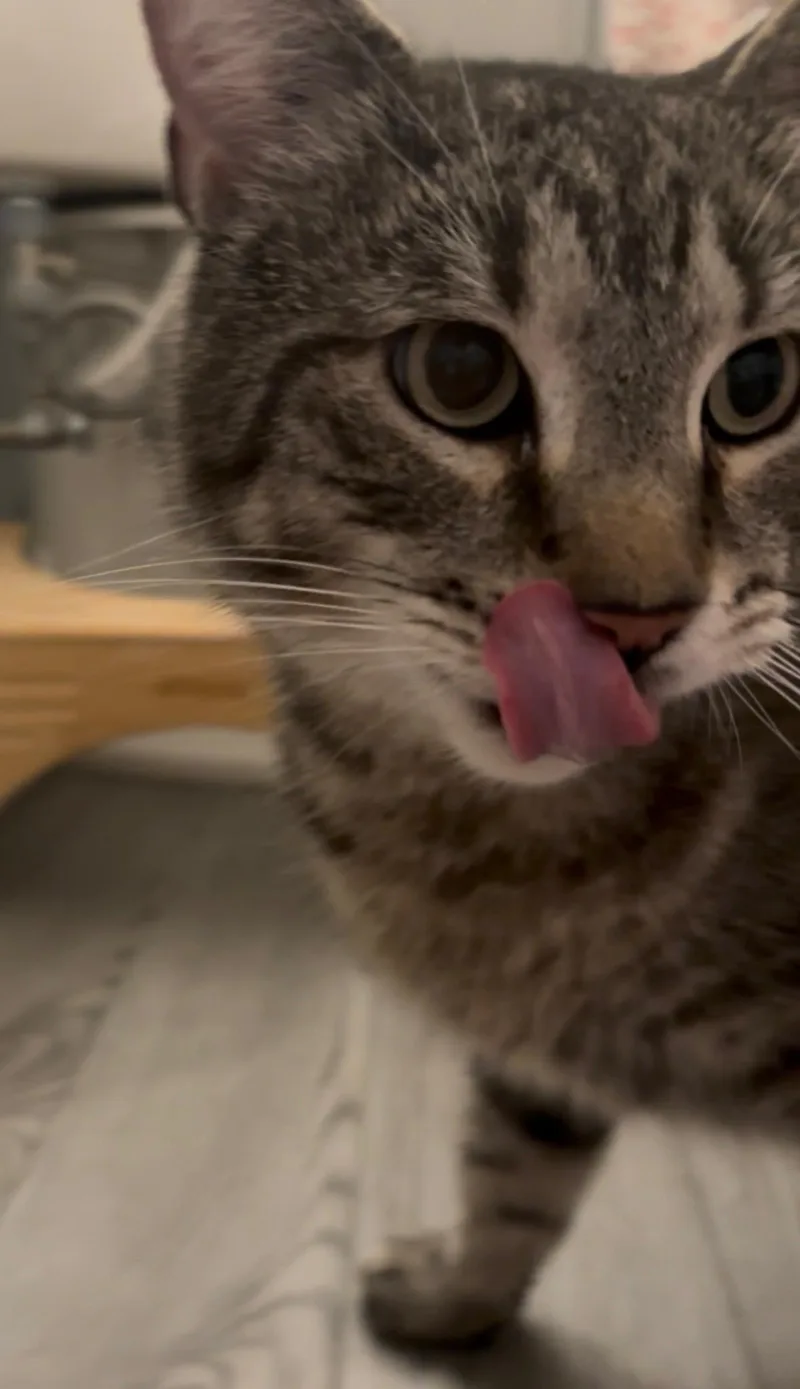 Jude thumbnail 2
