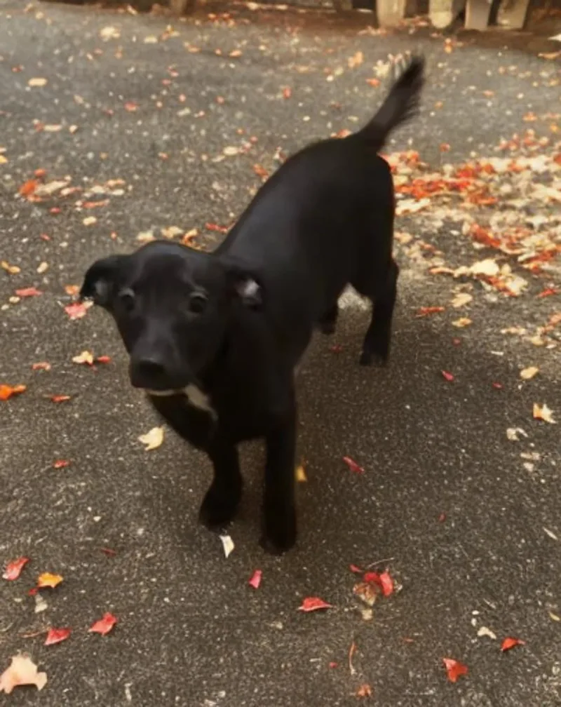 A baby small-sized male Black Chiweenie dog named Dan for adoption in San Antonio, TX