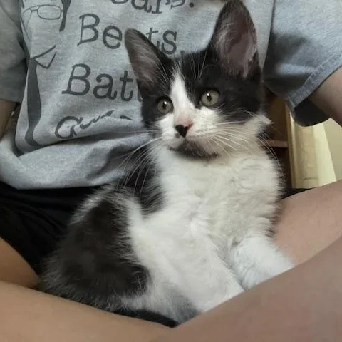A baby medium-sized male Black & White / Tuxedo Domestic Short Hair cat named Dwight for adoption in Lemoyne, PA