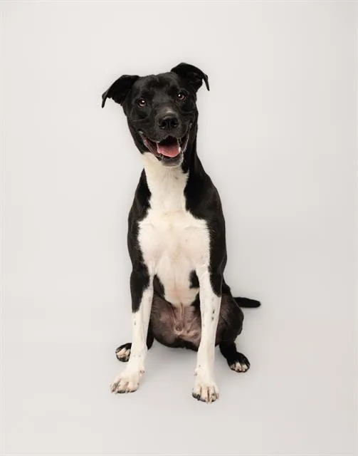 An adult medium-sized male Labrador Retriever dog named Sirius for adoption in Charlotte, NC