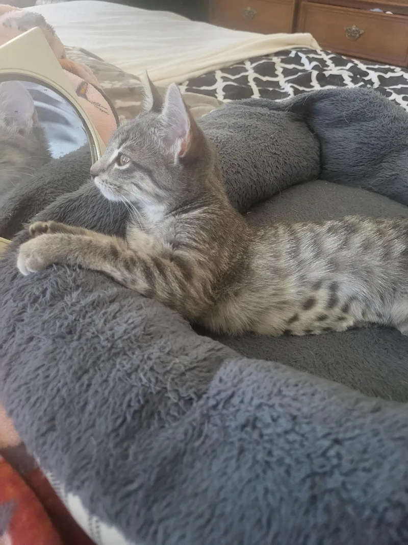 A baby small-sized female Domestic Medium Hair cat named Lizzy for adoption in Rio Linda, CA
