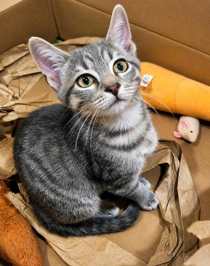 Lizzy thumbnail 3