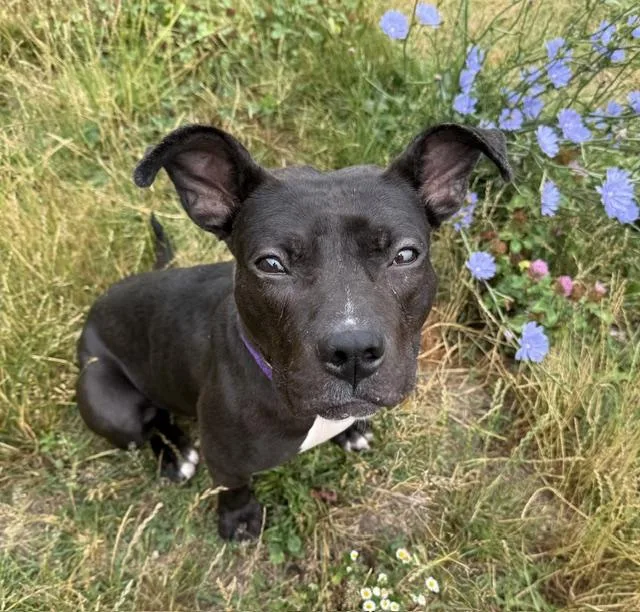 A young medium-sized female Brindle Terrier dog named Winter for adoption in Long Beach, NY