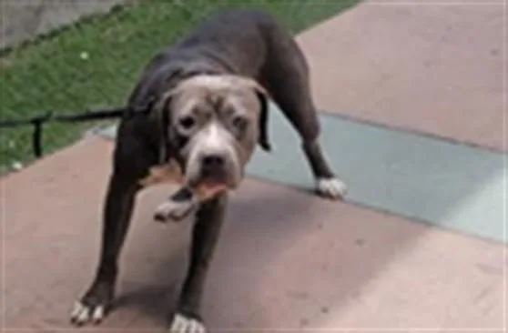 An adult medium-sized female Pit Bull Terrier dog named Pinky for adoption in Van Nuys, CA