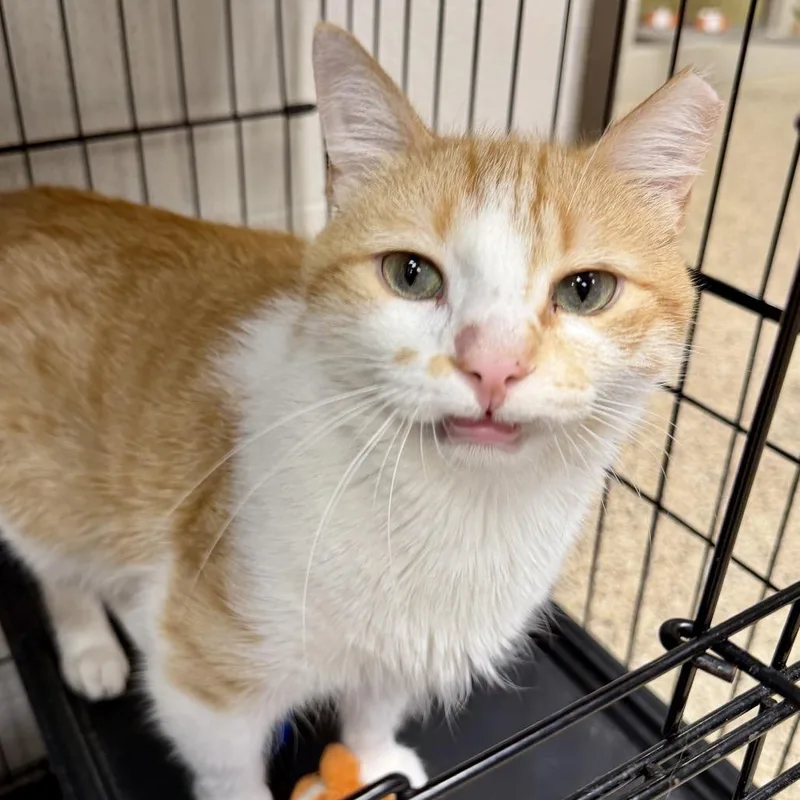 A senior medium-sized male Orange / Red Domestic Medium Hair cat named Charmander for adoption in Middleburg Heights , OH