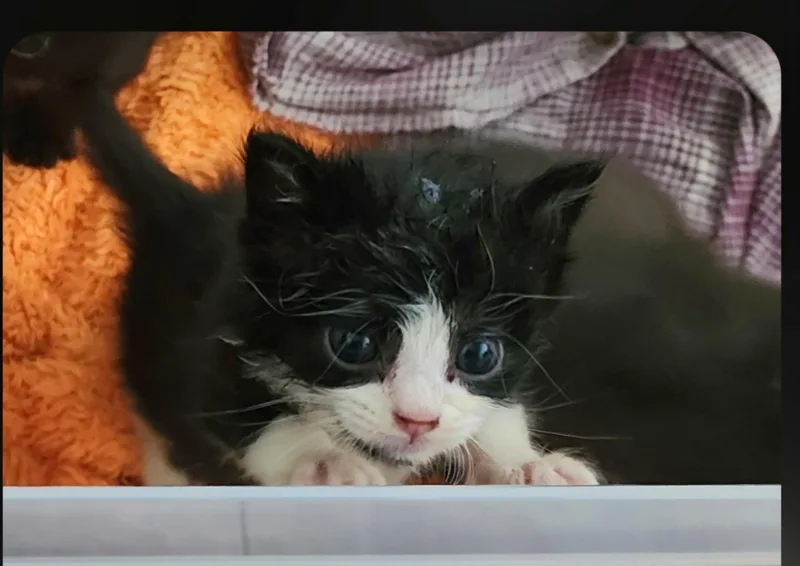 A baby large-sized male Black Tuxedo cat named Figaro for adoption in Jamestown, ND