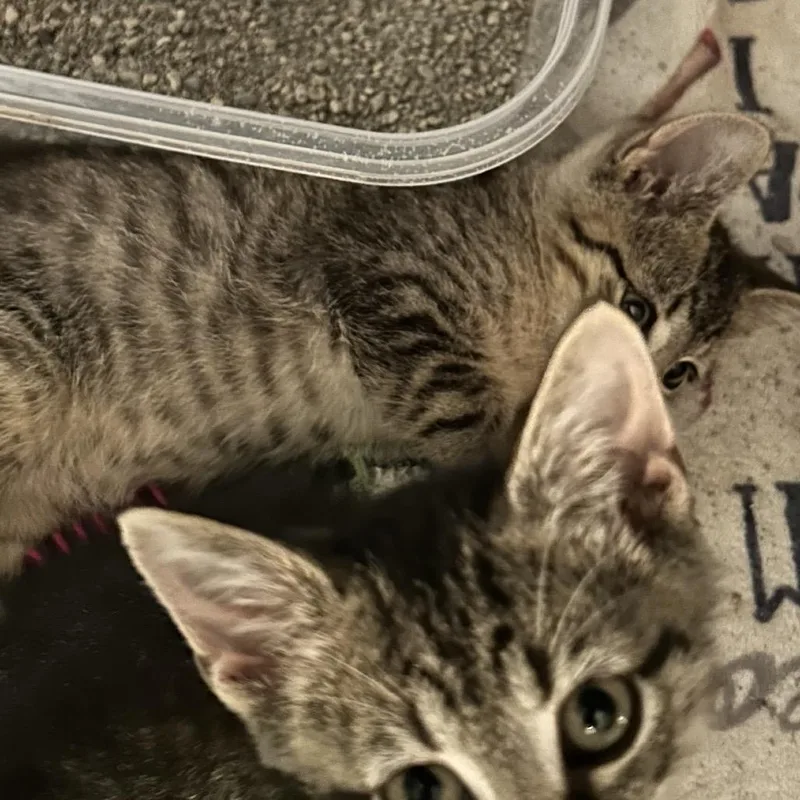 A baby small-sized male Brown / Chocolate Domestic Short Hair cat named Vaughn for adoption in Columbia, MO