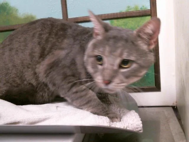 An adult medium-sized male Domestic Short Hair cat named Tonka for adoption in Houston, TX