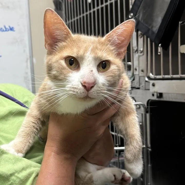 An adult medium-sized male Orange / Red Domestic Short Hair cat named Hudson for adoption in Elizabeth City, NC