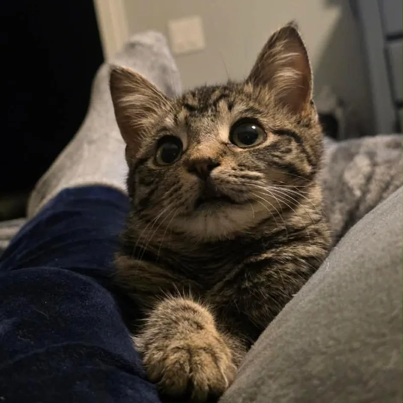 A baby medium-sized male Tabby (Brown / Chocolate) Domestic Short Hair cat named Guiness for adoption in Mokena, IL