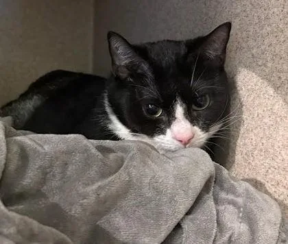 An adult medium-sized female Domestic Short Hair cat named Dolly for adoption in Washington, DC