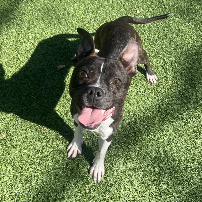 An adult small-sized male Brindle Boston Terrier dog named Bugsy for adoption in Hampton Bays, NY